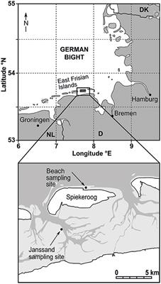 Virus Dynamics Are Influenced by Season, Tides and Advective Transport in Intertidal, Permeable Sediments